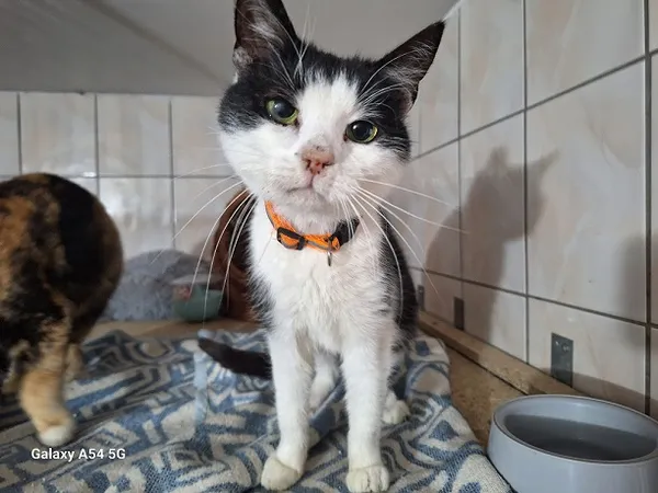 Kot do adopcji, Orzechowce, 11 lutego 2025 (2/2)