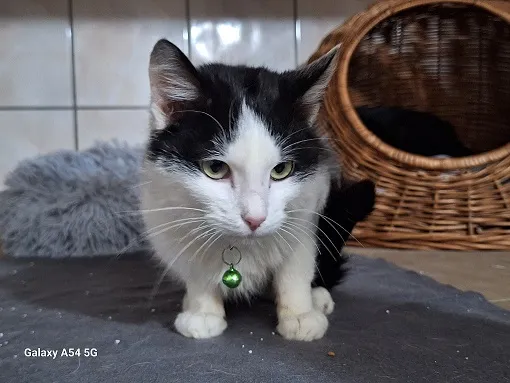 Kot do adopcji, Orzechowce, 11 lutego 2025 (1/2)