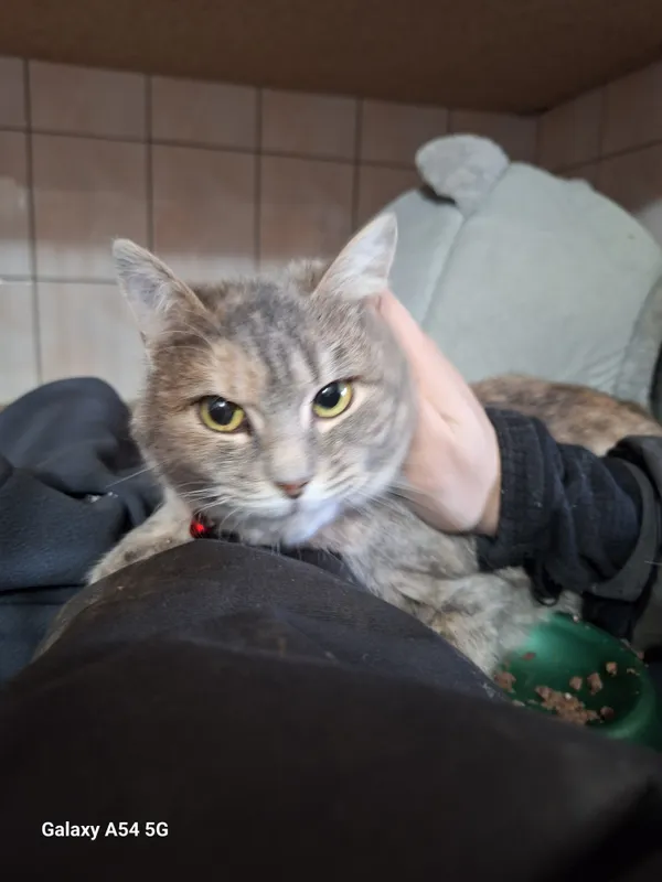 Kot do adopcji, Orzechowce, 11 lutego 2025 (2/3)