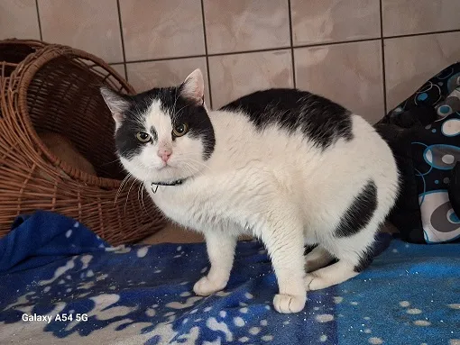 Kot do adopcji, Orzechowce, 11 lutego 2025 (1/2)