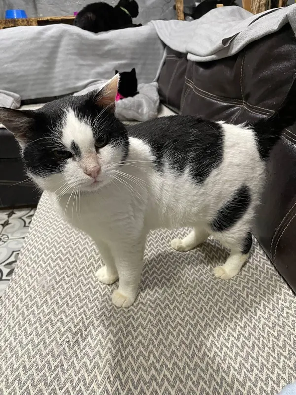 Kot do adopcji, Orzechowce, 11 lutego 2025 (2/2)