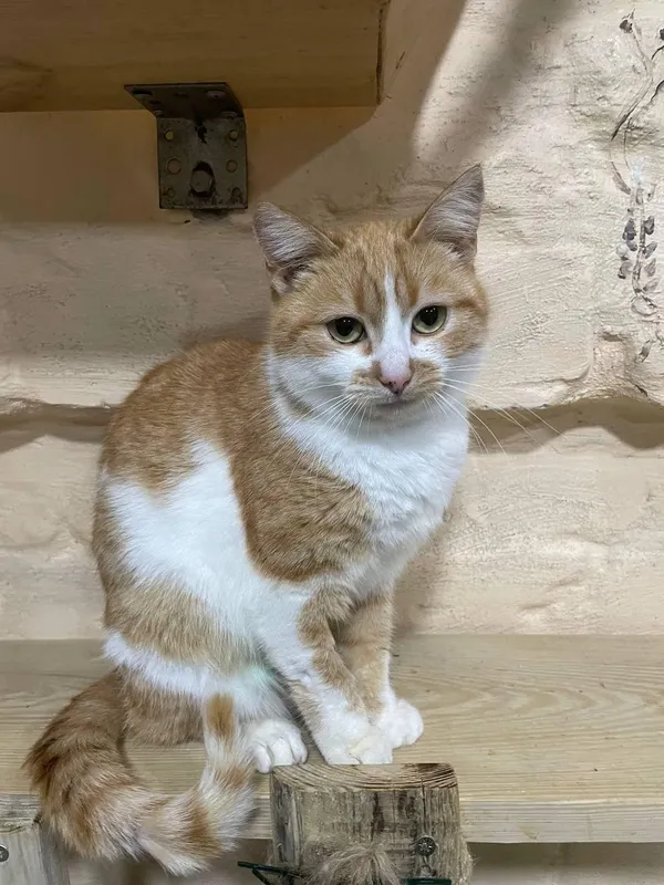 Kot do adopcji, Orzechowce, 11 lutego 2025 (3/3)