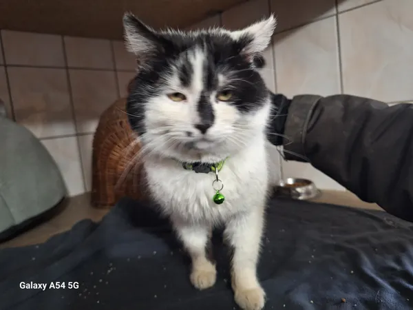 Kot do adopcji, Orzechowce, 11 lutego 2025 (1/3)