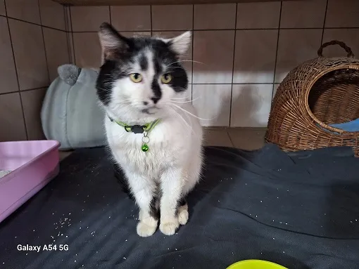 Kot do adopcji, Orzechowce, 11 lutego 2025 (2/3)