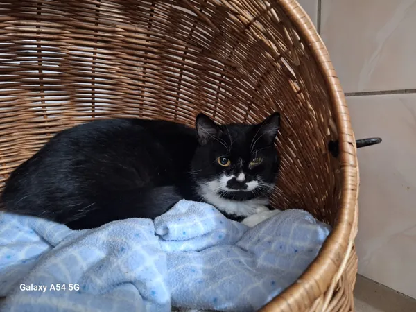 Kot do adopcji, Orzechowce, 11 lutego 2025 (1/3)