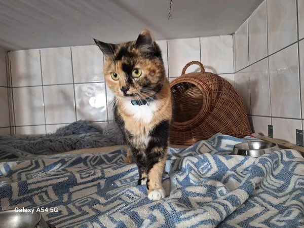 Kot do adopcji, Orzechowce, 11 lutego 2025 (2/2)