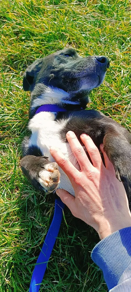 Pies do adopcji, Orzechowce, 12 lutego 2025 (5/5)