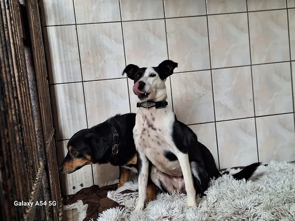 Pies do adopcji, Orzechowce, 6 lutego 2025 (1/4)