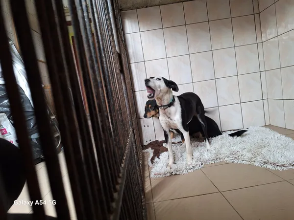 Pies do adopcji, Orzechowce, 6 lutego 2025 (3/4)