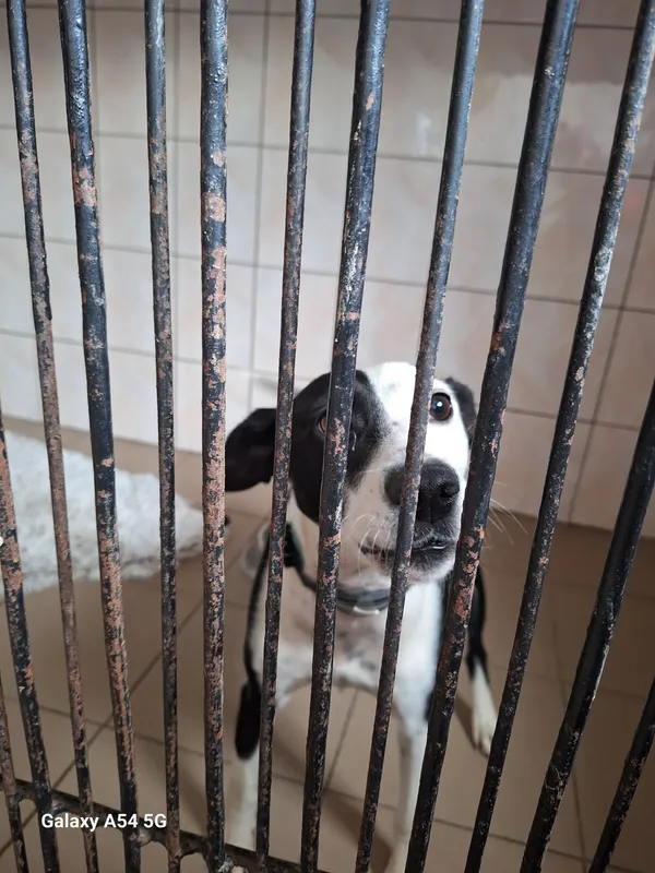 Pies do adopcji, Orzechowce, 6 lutego 2025 (4/4)