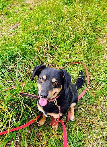 Pies do adopcji, Orzechowce, 6 lutego 2025 (2/5)