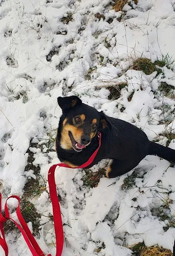 Pies do adopcji, Orzechowce, 6 lutego 2025 (5/5)