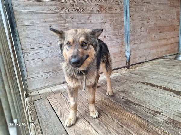 Pies do adopcji, Orzechowce, 6 lutego 2025 (2/5)