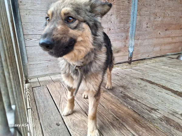 Pies do adopcji, Orzechowce, 6 lutego 2025 (3/5)