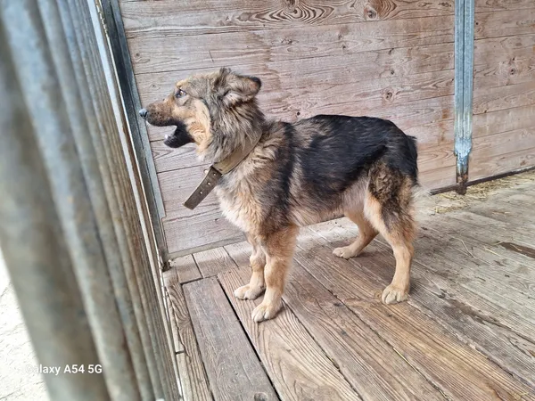 Pies do adopcji, Orzechowce, 6 lutego 2025 (4/5)