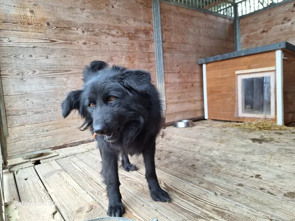 Pies do adopcji, Orzechowce, 6 lutego 2025 (2/5)