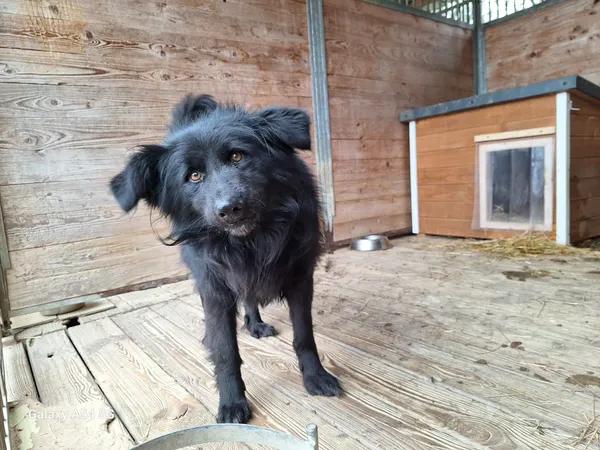 Pies do adopcji, Orzechowce, 6 lutego 2025 (3/5)