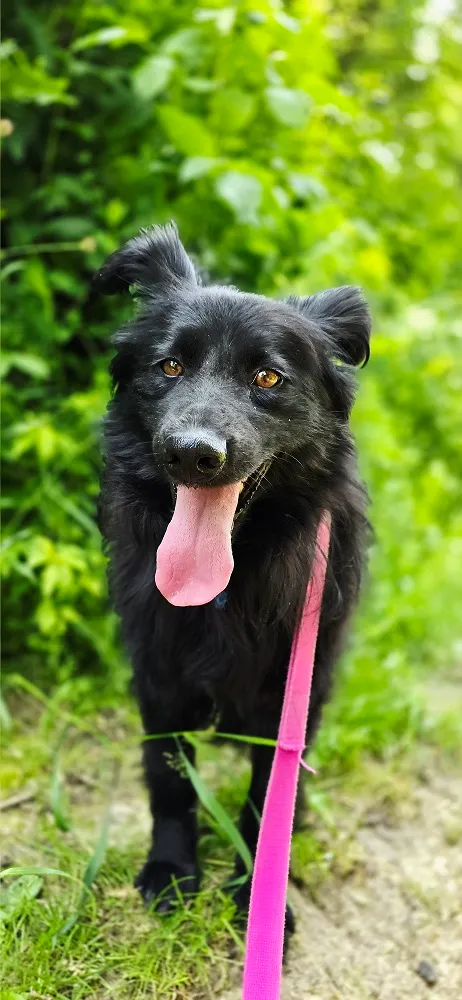 Pies do adopcji, Orzechowce, 6 lutego 2025 (4/5)