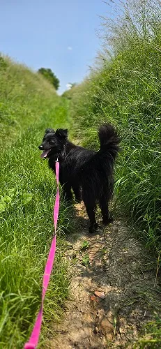 Pies do adopcji, Orzechowce, 6 lutego 2025 (5/5)