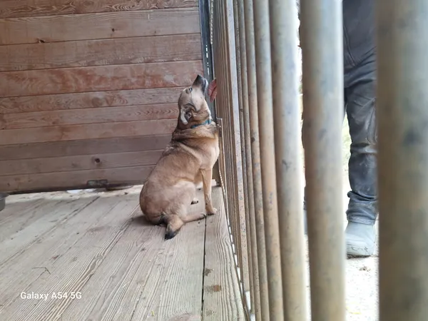 Pies do adopcji, Orzechowce, 6 lutego 2025 (3/5)