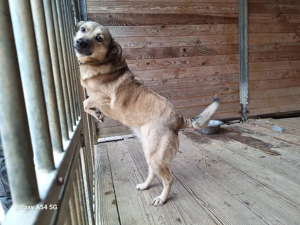 Pies do adopcji, Orzechowce, 6 lutego 2025 (4/5)