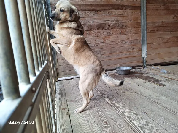 Pies do adopcji, Orzechowce, 6 lutego 2025 (5/5)