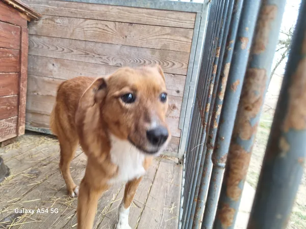 Pies do adopcji, Orzechowce, 6 lutego 2025 (1/3)