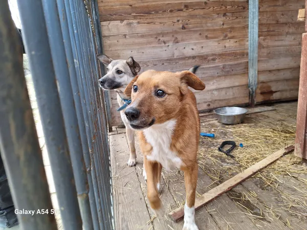 Pies do adopcji, Orzechowce, 6 lutego 2025 (2/3)