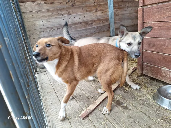 Pies do adopcji, Orzechowce, 6 lutego 2025 (3/3)