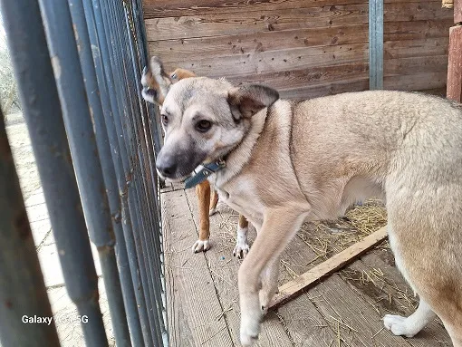 Pies do adopcji, Orzechowce, 6 lutego 2025 (1/4)