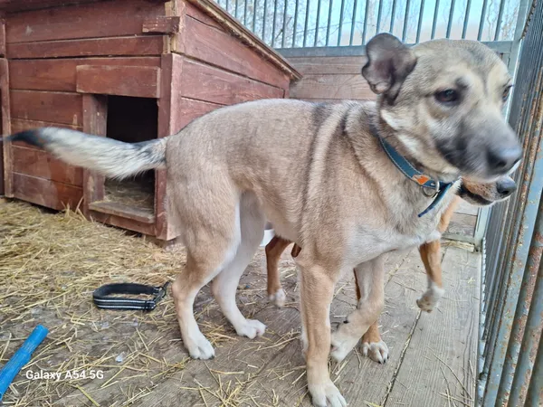 Pies do adopcji, Orzechowce, 6 lutego 2025 (3/4)