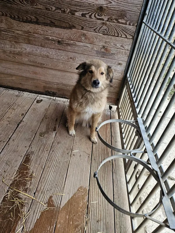 Pies do adopcji, Orzechowce, 6 lutego 2025 (1/5)