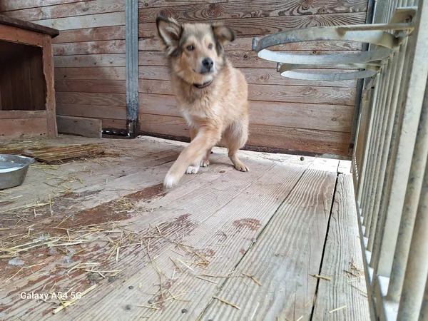 Pies do adopcji, Orzechowce, 6 lutego 2025 (2/5)