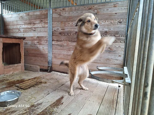 Pies do adopcji, Orzechowce, 6 lutego 2025 (3/5)