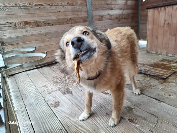 Pies do adopcji, Orzechowce, 6 lutego 2025 (5/5)