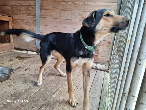 Pies do adopcji, Orzechowce, 6 lutego 2025 (1/5)