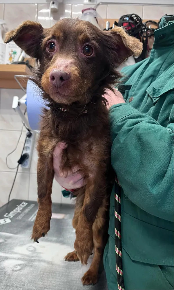 Pies do adopcji, Włocławek, 13 lutego 2025 (5/5)