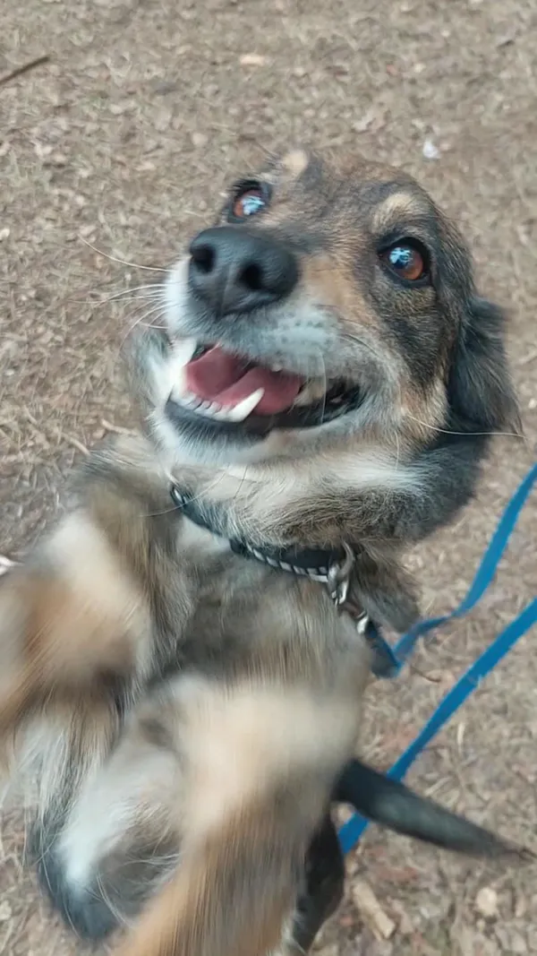 Pies do adopcji, Włocławek, 13 lutego 2025 (3/5)