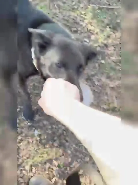 Pies do adopcji, Włocławek, 12 lutego 2025 (3/5)