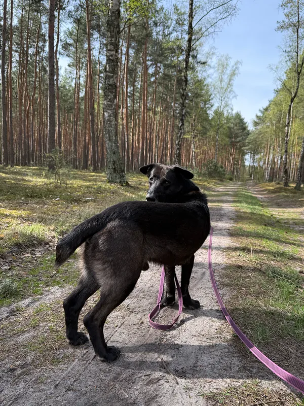 Pies do adopcji, Włocławek, 12 lutego 2025 (5/5)