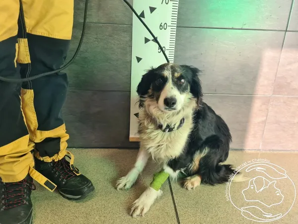 Znaleziono psa, Chełmek, 28 stycznia 2025