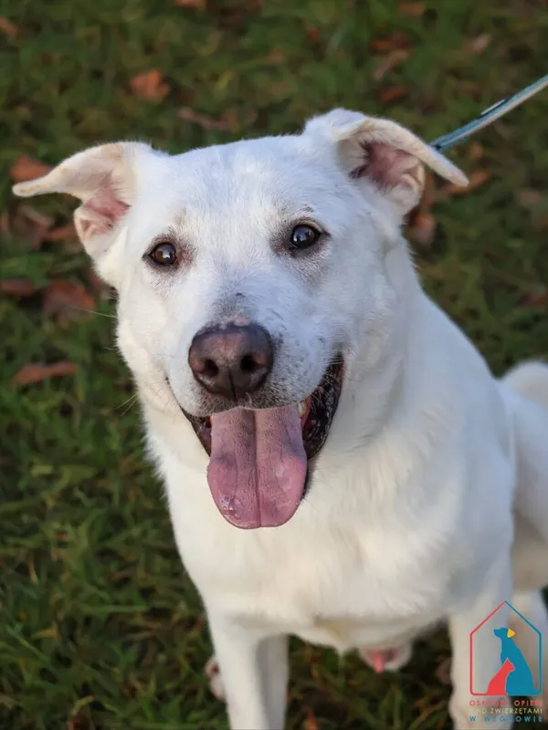 Pies do adopcji, Grudziądz, 20 września 2024 (1/5)