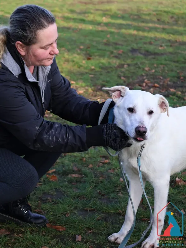 Pies do adopcji, Grudziądz, 20 września 2024 (5/5)