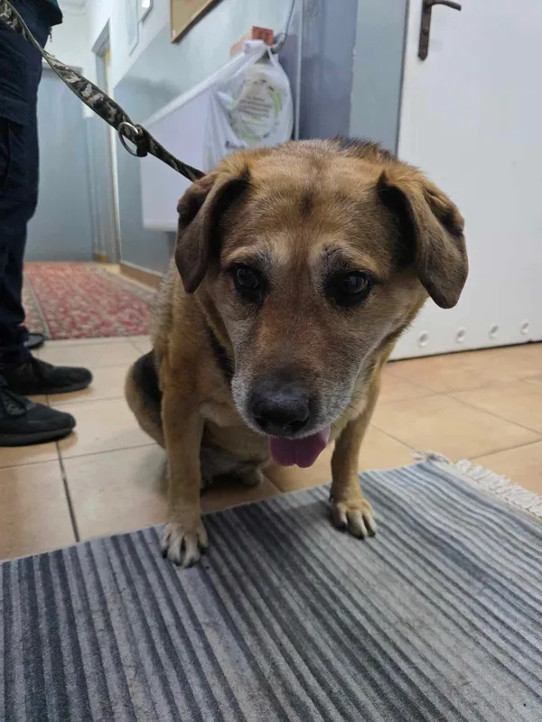 Znaleziono psa, Sosnowiec, 11 lutego 2025 (1/2)