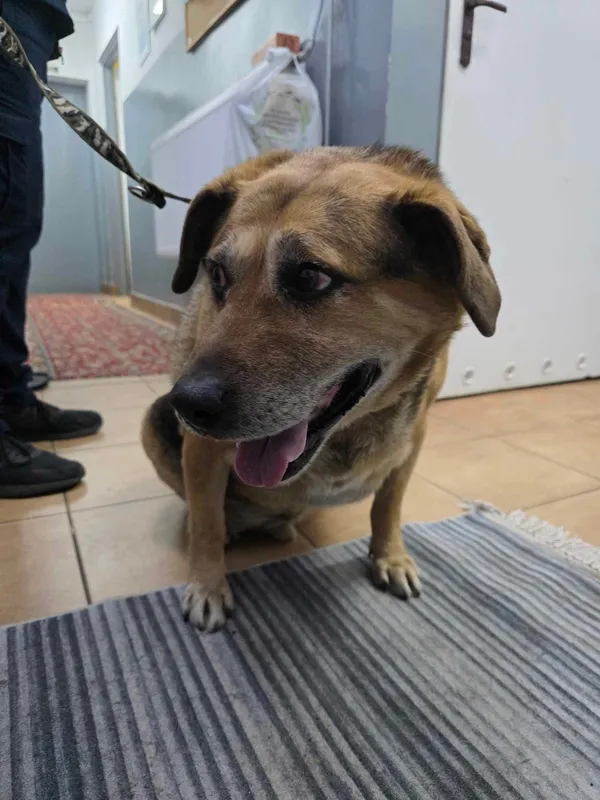 Znaleziono psa, Sosnowiec, 11 lutego 2025 (2/2)