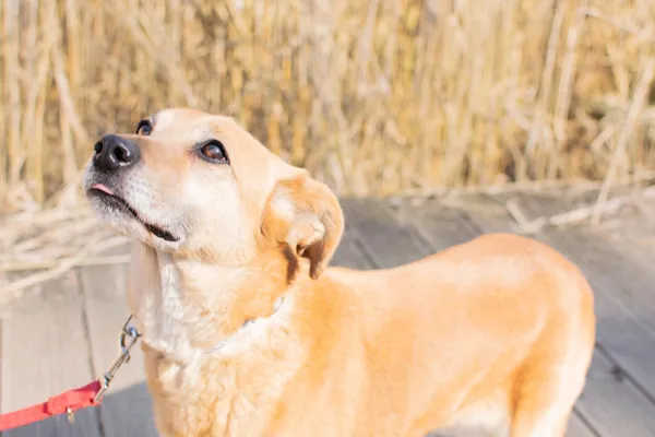 Znaleziono psa, Sosnowiec, 9 lutego 2025 (3/5)