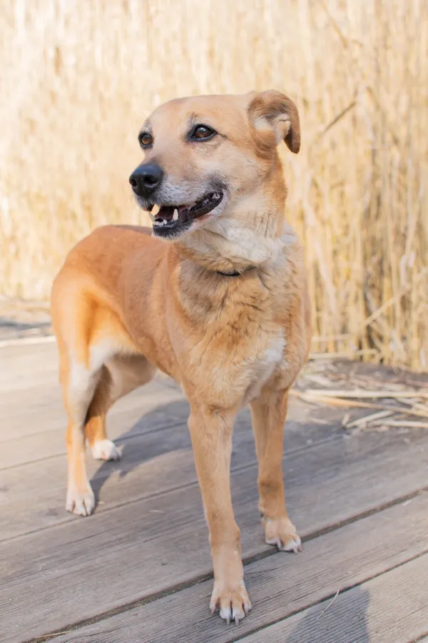 Znaleziono psa, Sosnowiec, 9 lutego 2025 (4/5)