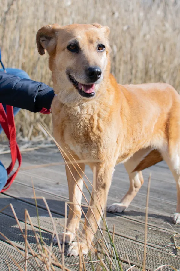 Znaleziono psa, Sosnowiec, 9 lutego 2025 (5/5)