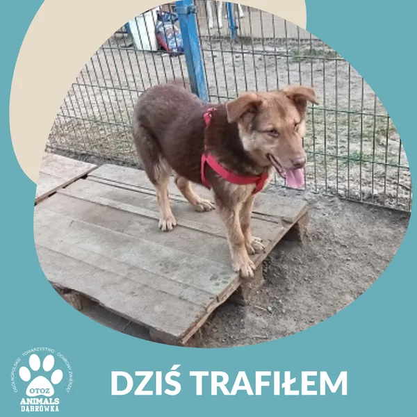 Znaleziono psa, Dąbrówka, 8 lutego 2025