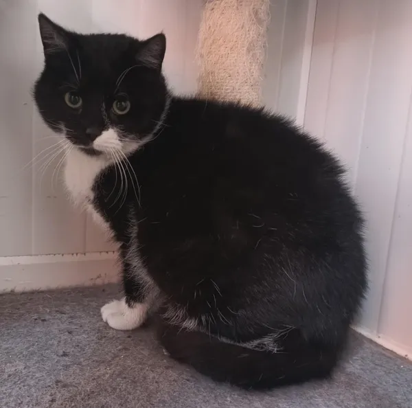 Znaleziono kota, Pieckowo, 10 lutego 2025 (1/2)